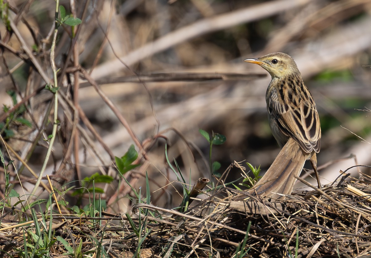 Striated Grassbird - ML630767077