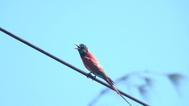 Northern Carmine Bee-eater - ML630767246