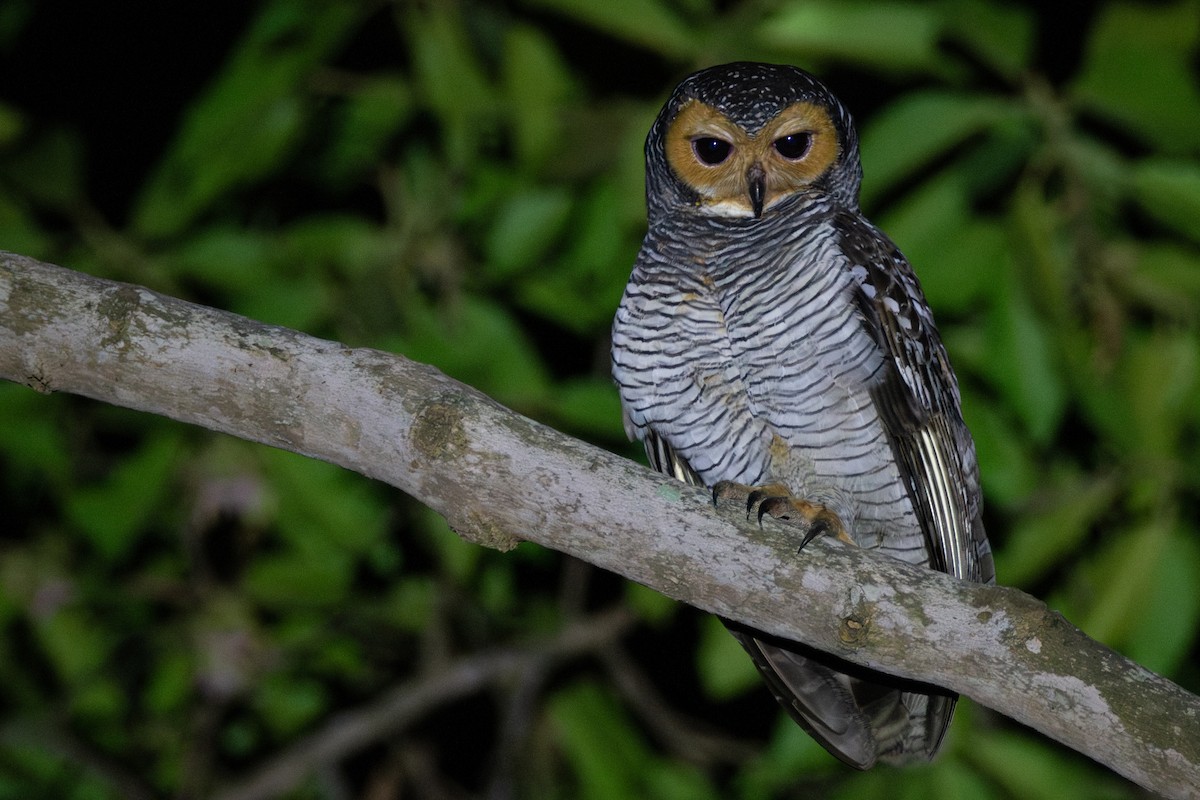 Spotted Wood-Owl - ML630767378