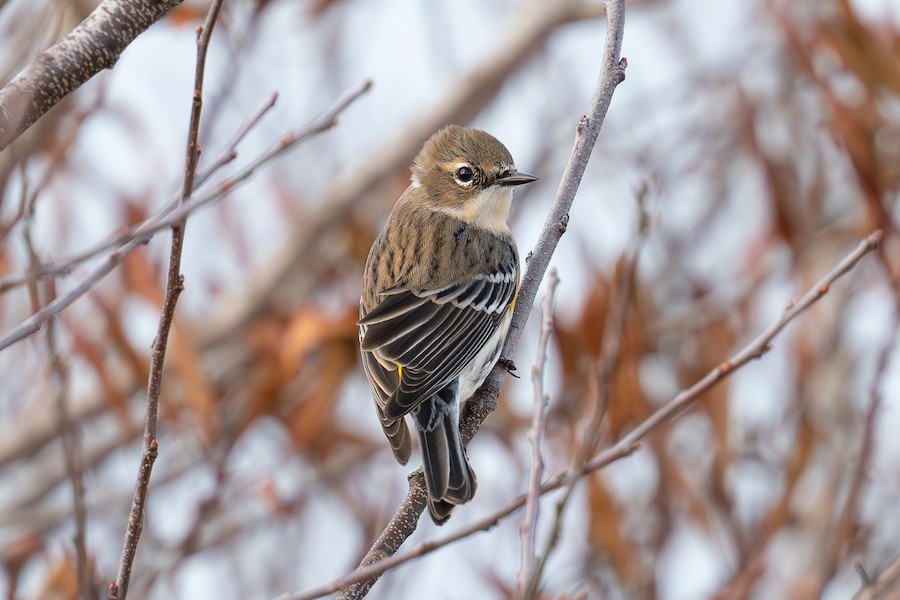 Yellow-rumped Warbler (Myrtle) - Sungbin Im