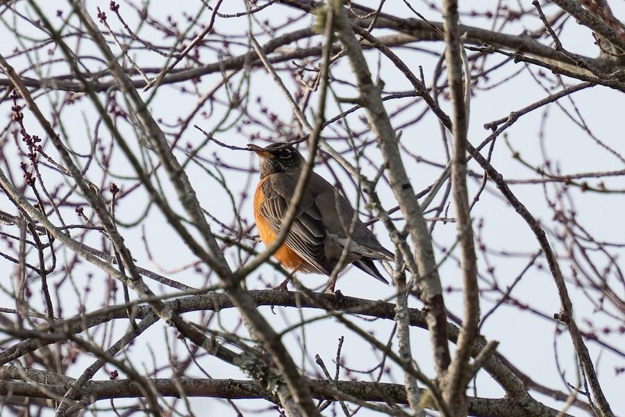 American Robin - Sungbin Im