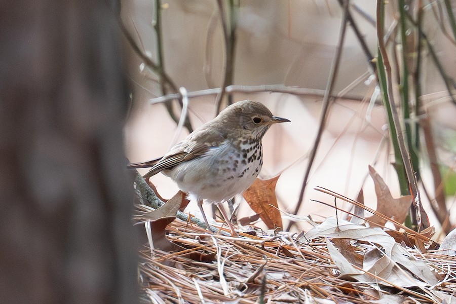 Hermit Thrush - Sungbin Im