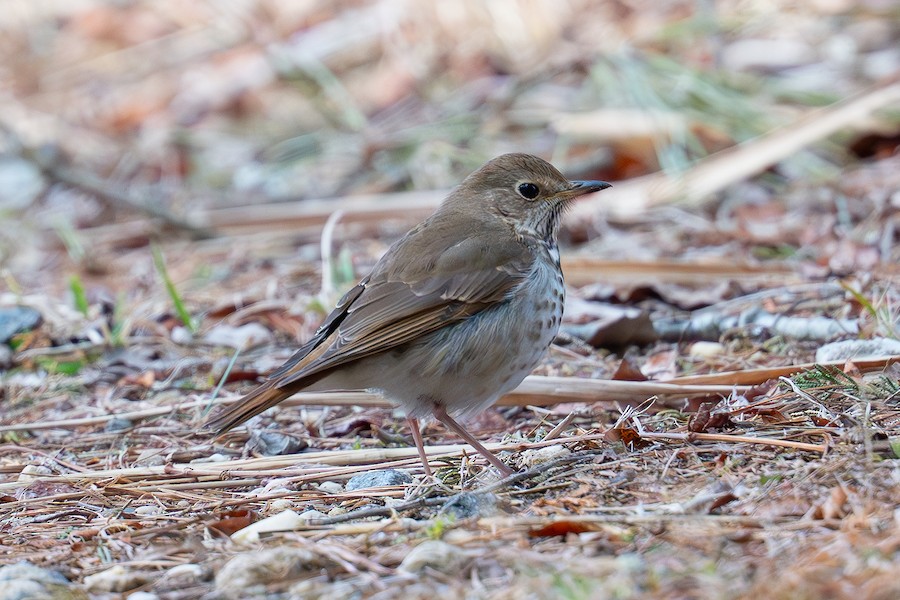Hermit Thrush - Sungbin Im