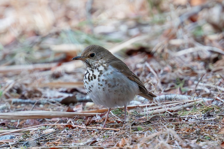 Hermit Thrush - Sungbin Im