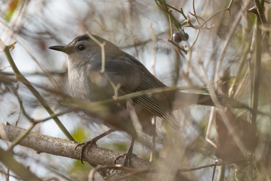 Gray Catbird - Sungbin Im