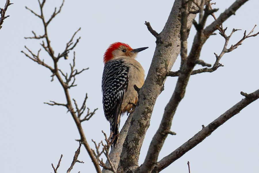 Red-bellied Woodpecker - Sungbin Im
