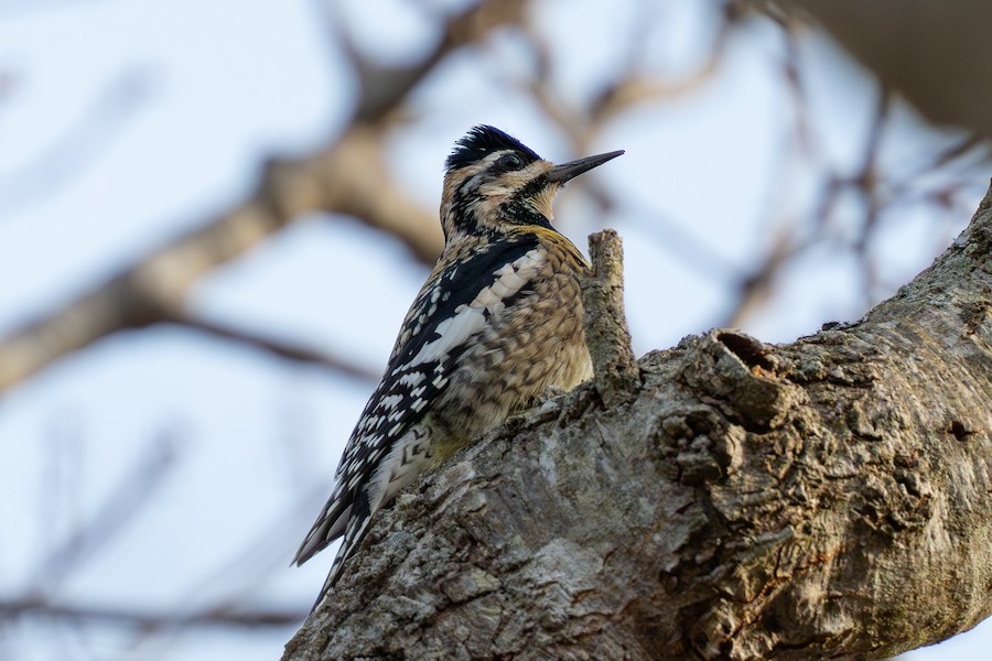 Yellow-bellied Sapsucker - Sungbin Im