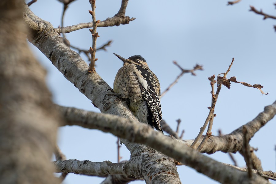 Yellow-bellied Sapsucker - Sungbin Im