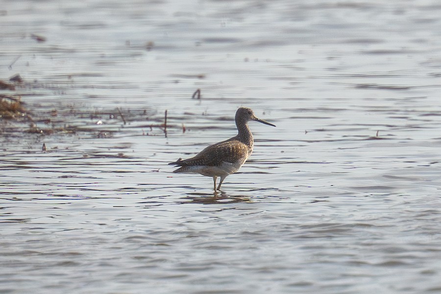 Greater Yellowlegs - Sungbin Im