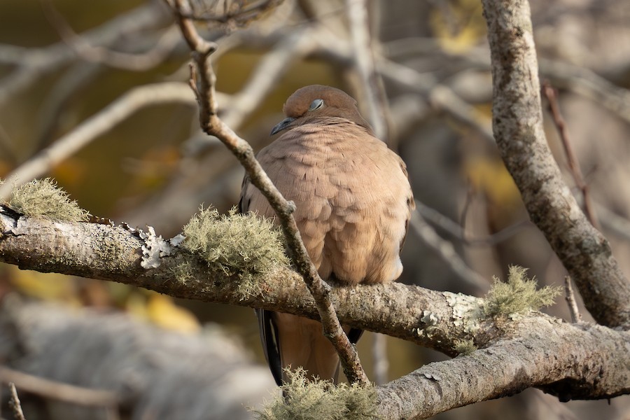 Mourning Dove - Sungbin Im
