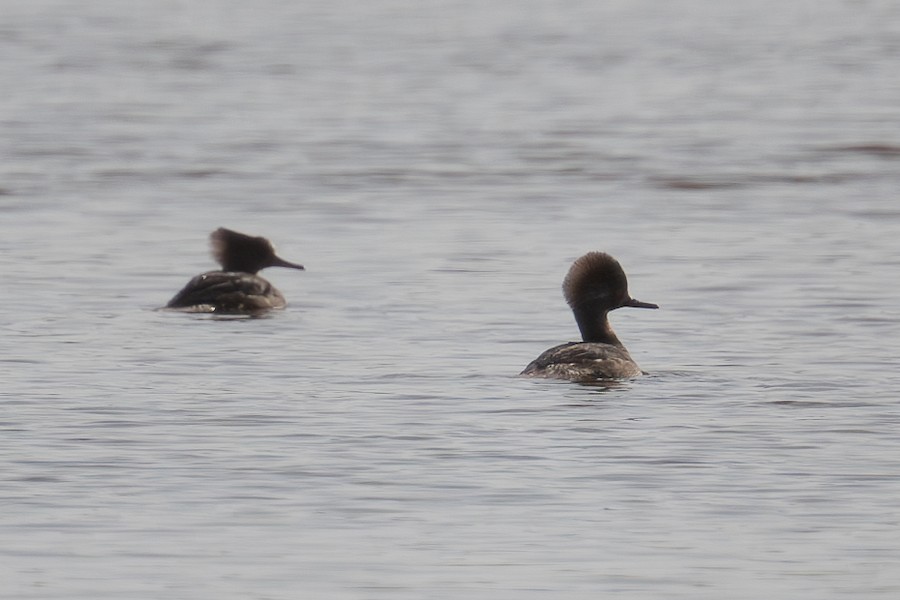 Hooded Merganser - Sungbin Im