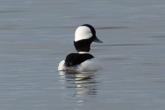 Bufflehead - Sungbin Im