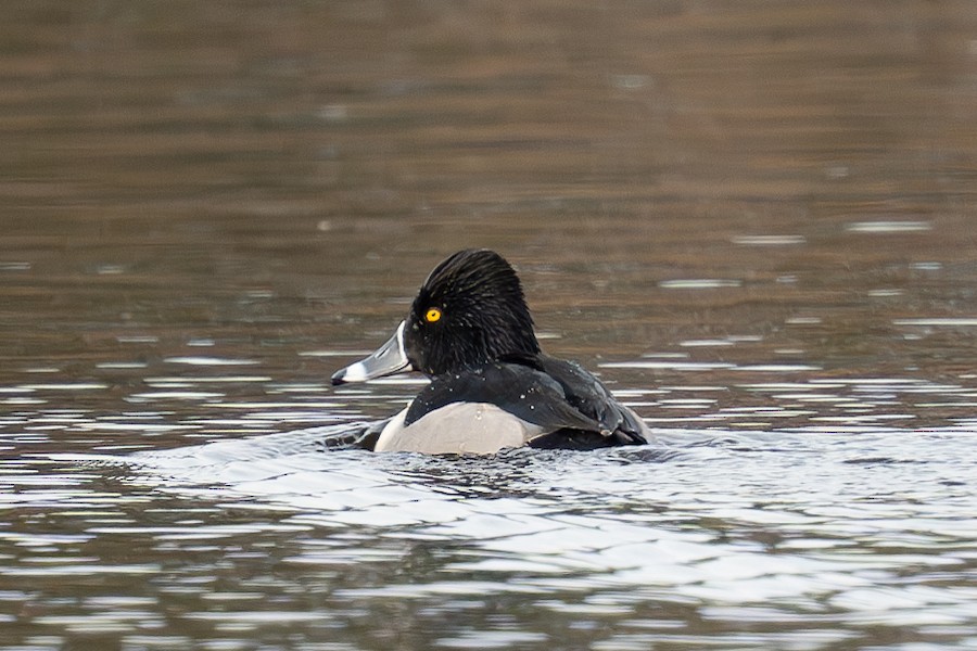 Birding Cape May Point – February 15, 2025 | New Jersey Audubon