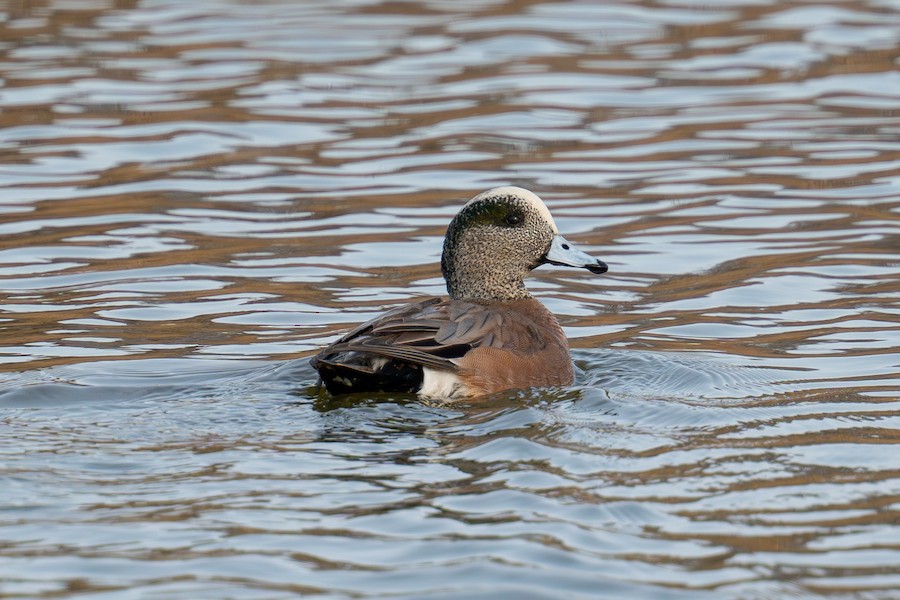 American Wigeon - Sungbin Im