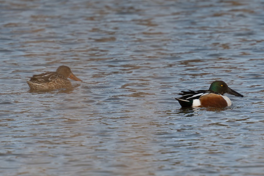 Northern Shoveler - Sungbin Im