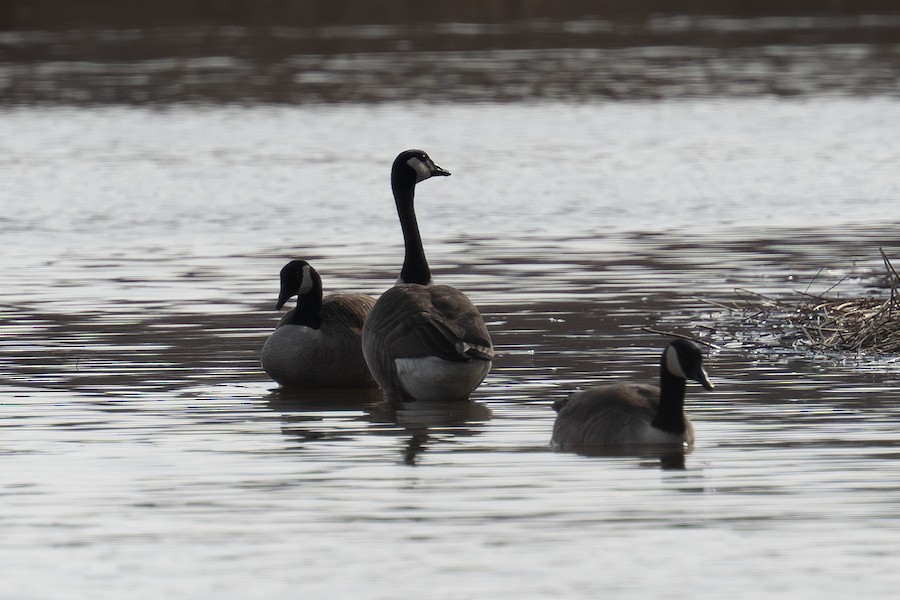 Canada Goose - Sungbin Im