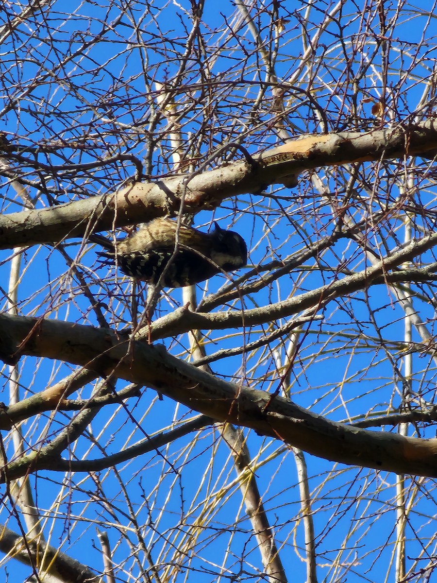 Japanese Pygmy Woodpecker - ML630767651