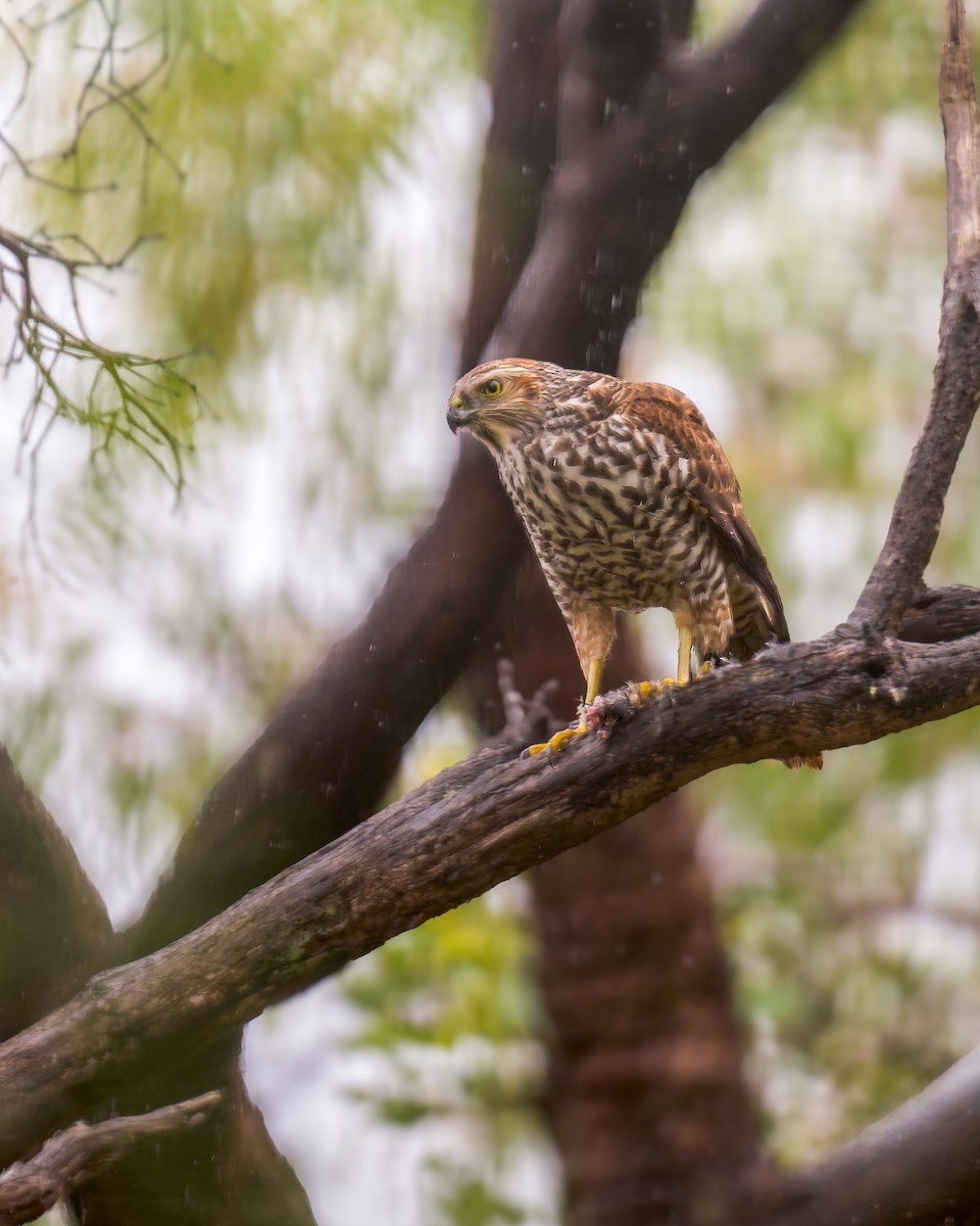Brown Goshawk - ML630767658