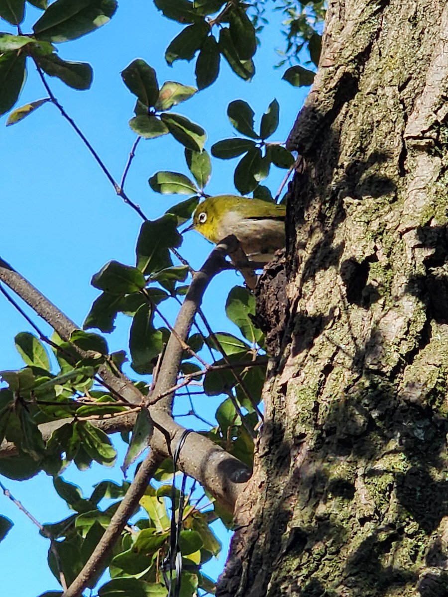 Warbling White-eye - ML630767666