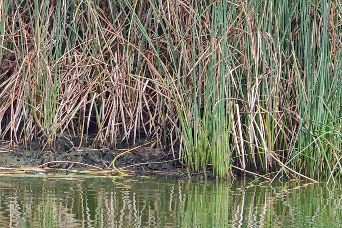 Lewin's Rail - ML630767683