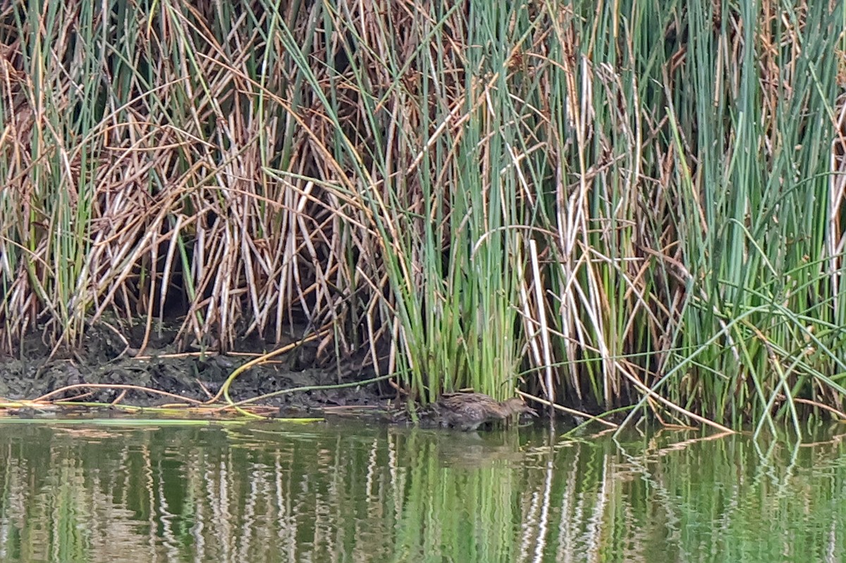 Lewin's Rail - ML630767684