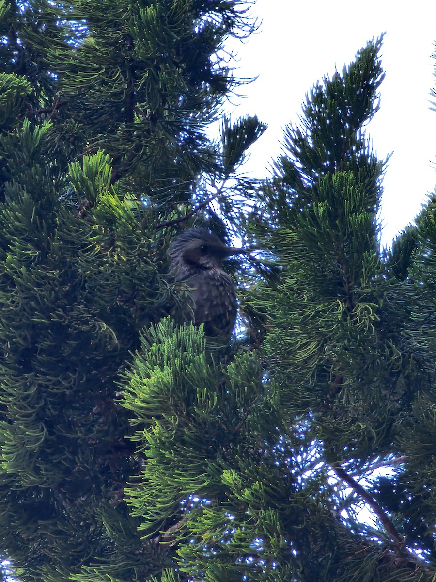 Brown-eared Bulbul - ML630767694
