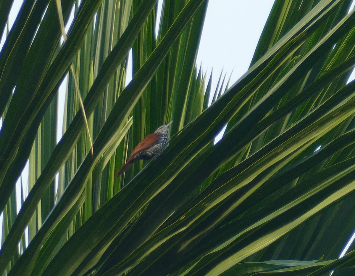 Point-tailed Palmcreeper - ML630767799