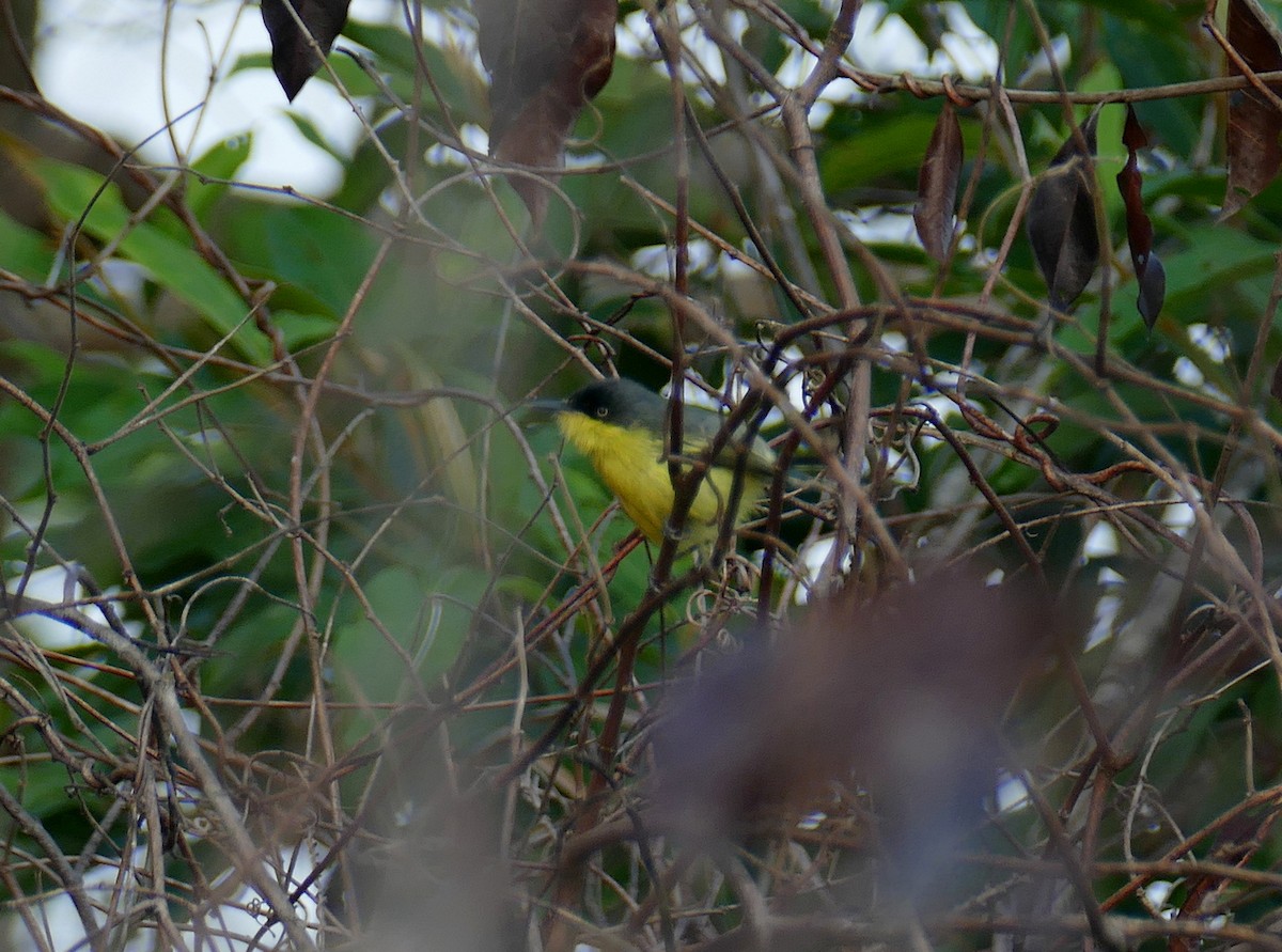Common Tody-Flycatcher - ML630767815