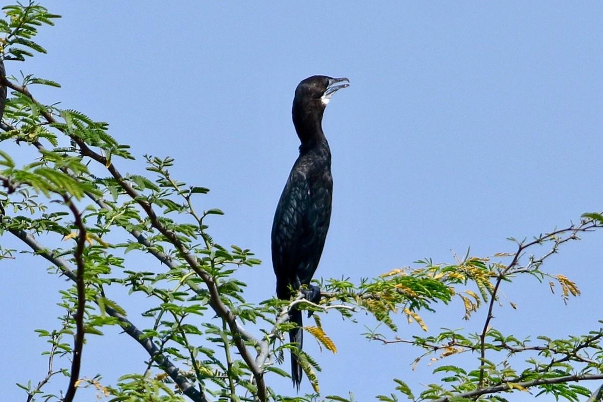 Great Cormorant - ML630767818