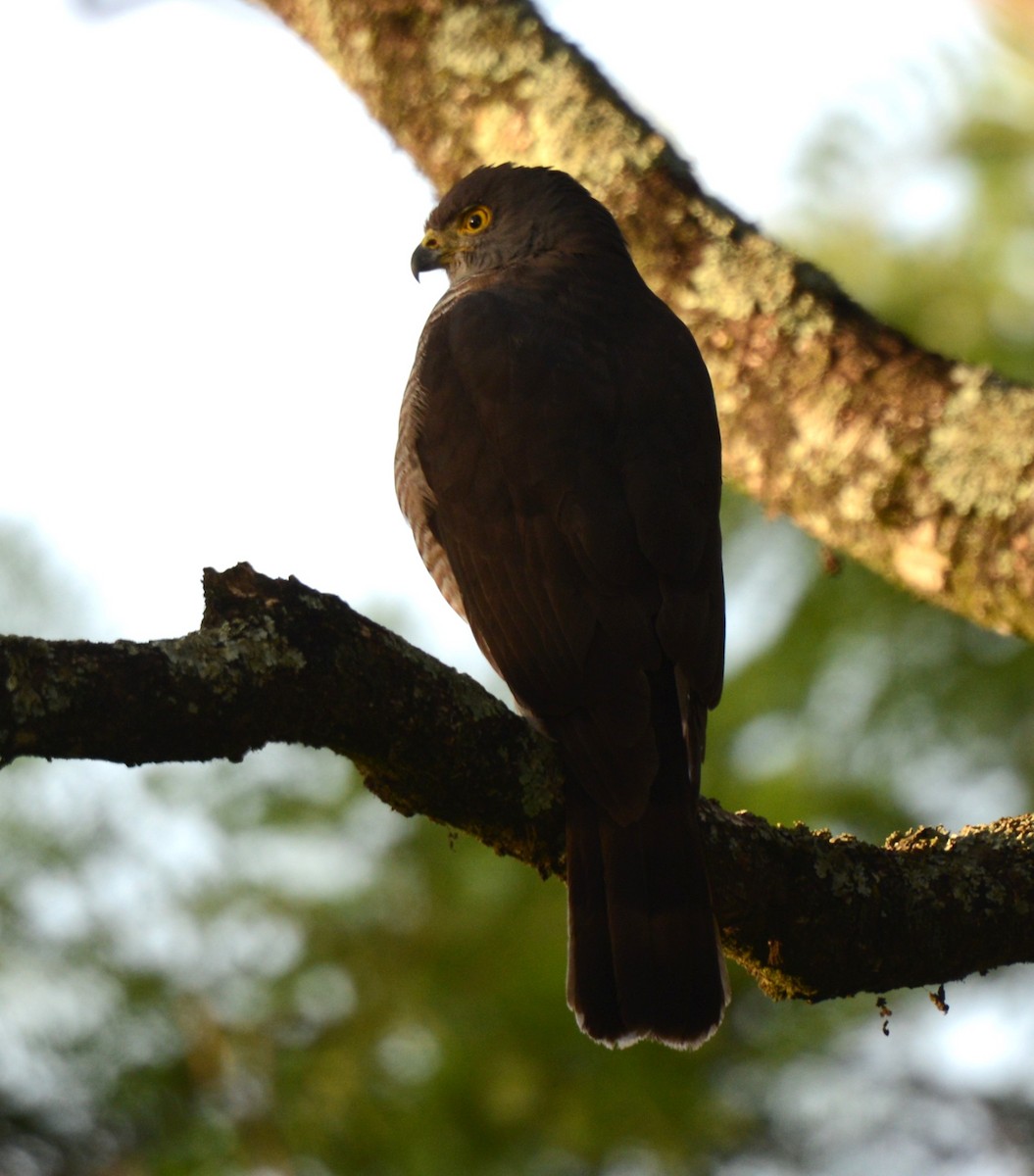 African Goshawk - ML630767837