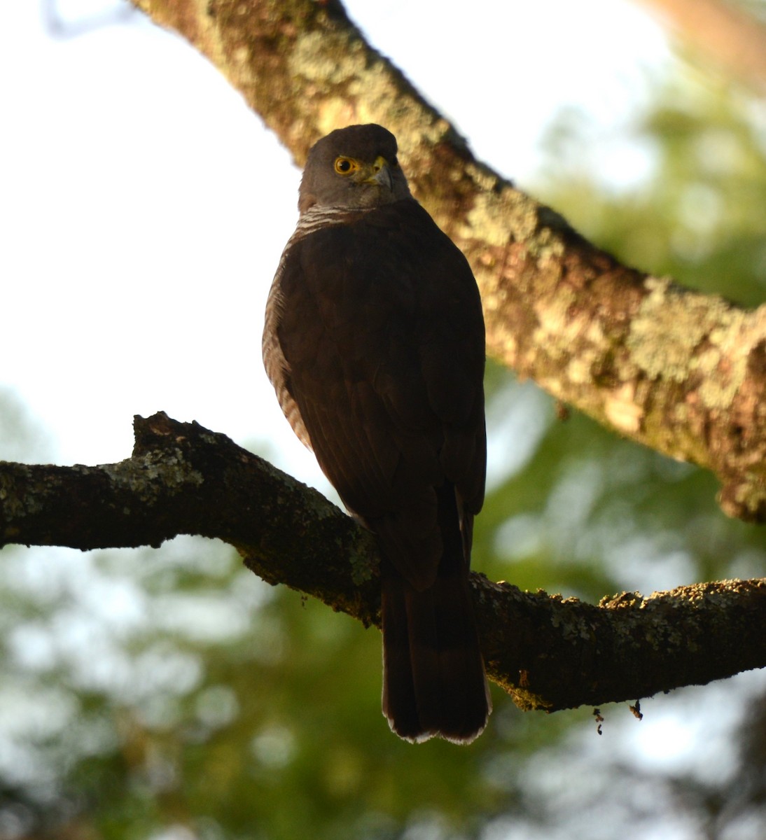 African Goshawk - ML630767838