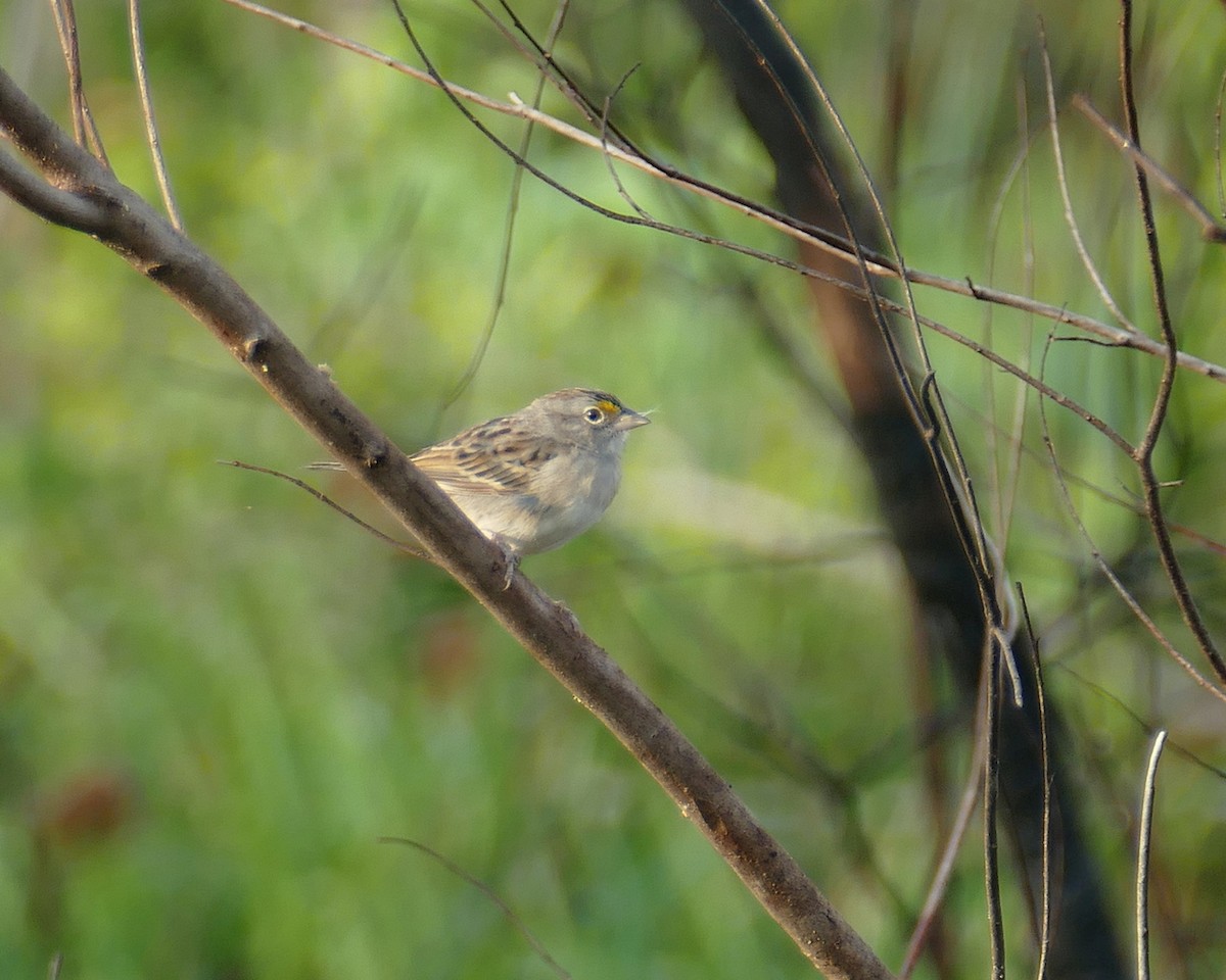 Grassland Sparrow - ML630767845