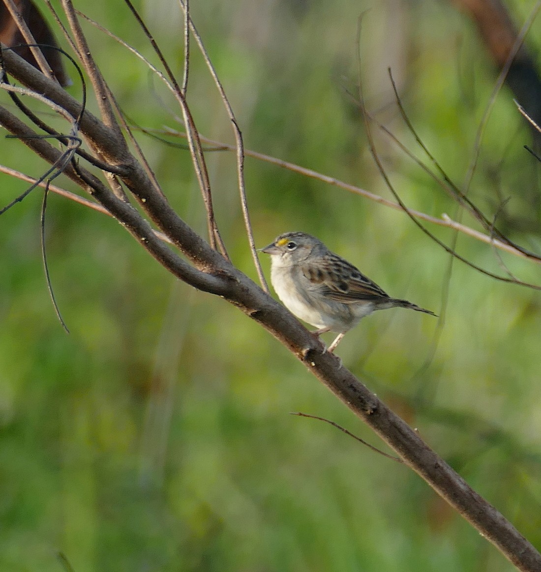 Wachtelammer - ML630767846