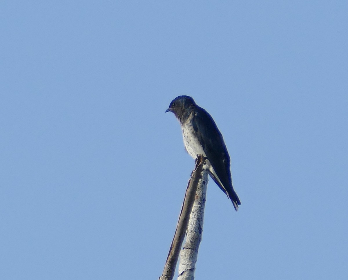 Graubrustschwalbe - ML630767867