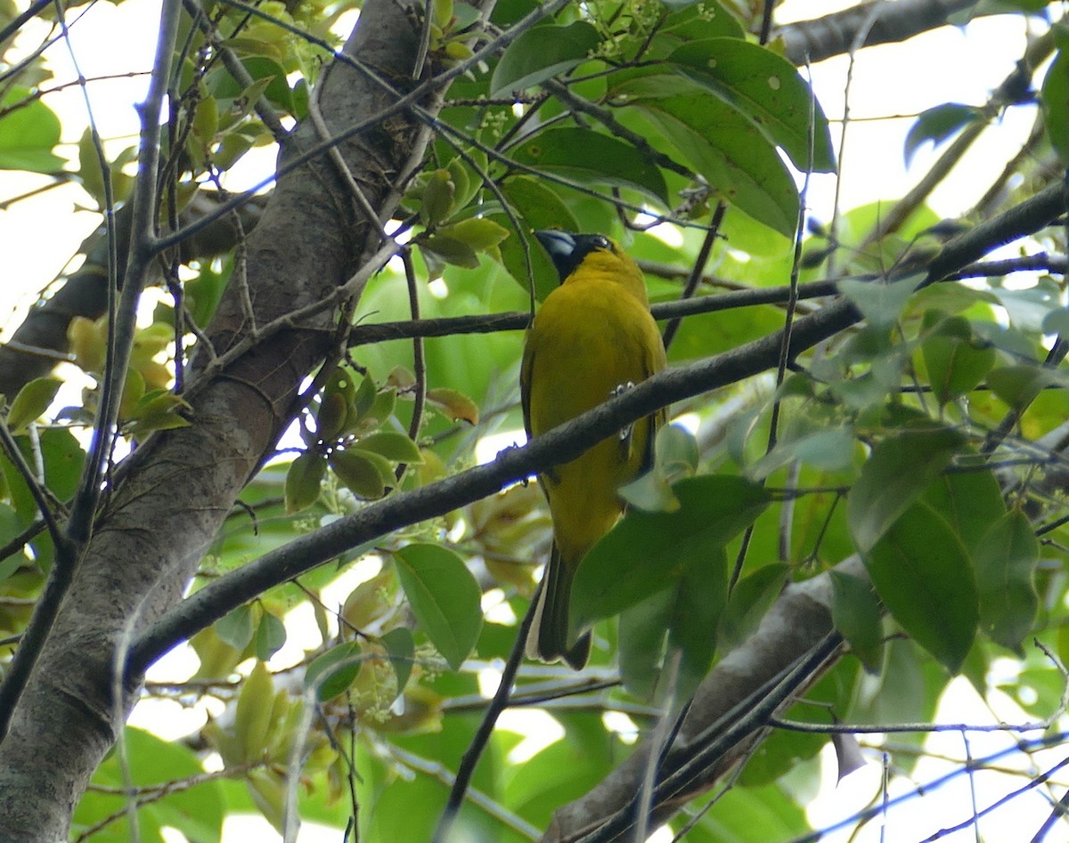 Gelbbauchkardinal - ML630767892