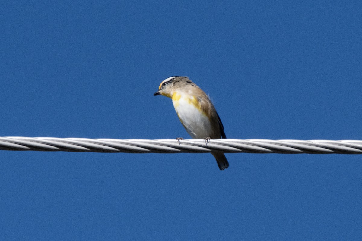 Striated Pardalote - ML630767896