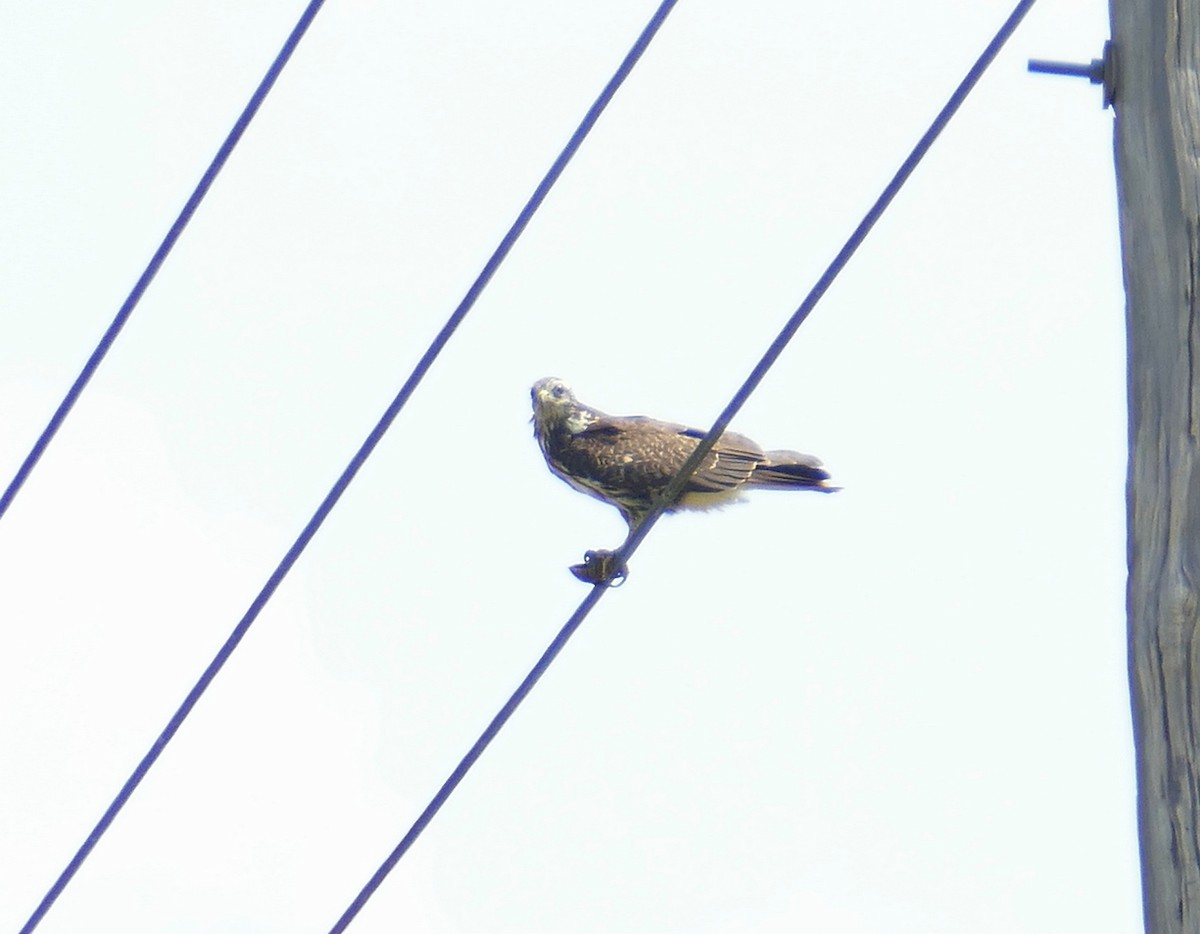 Schneckenbussard - ML630767911