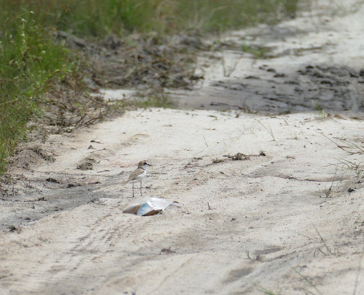 Schlankschnabel-Regenpfeifer - ML630767922