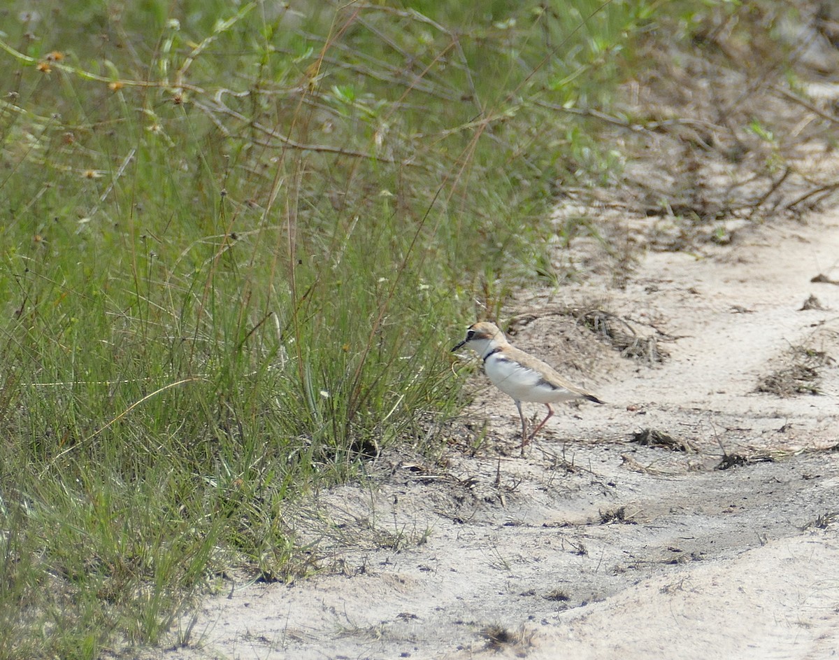 Schlankschnabel-Regenpfeifer - ML630767923