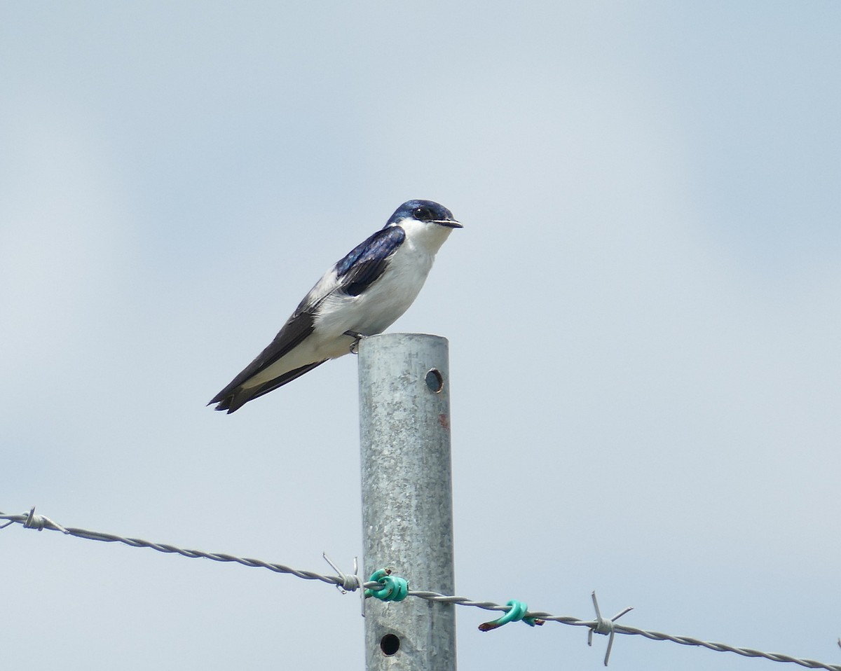 Cayenneschwalbe - ML630767929