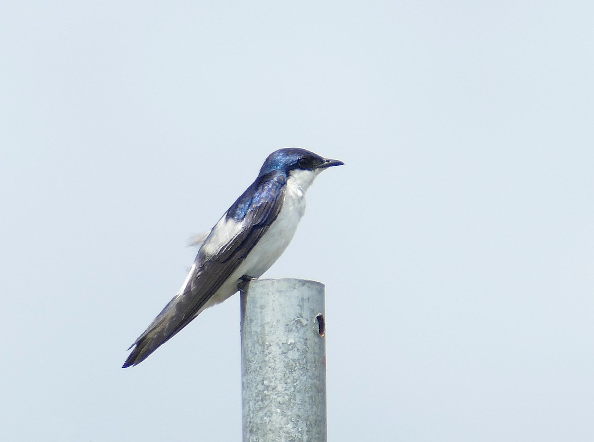 Cayenneschwalbe - ML630767930