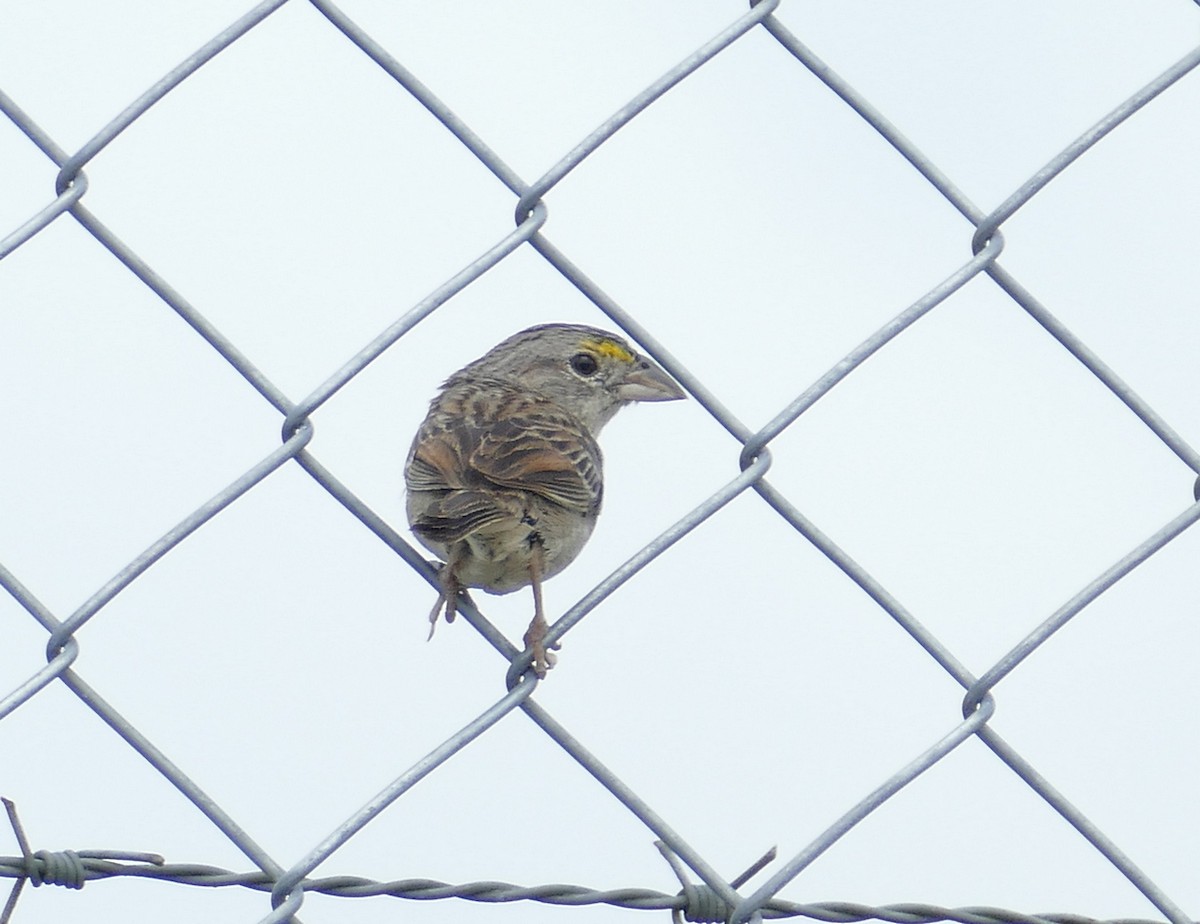 Wachtelammer - ML630767936