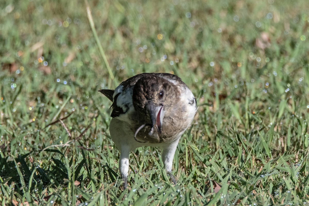 Pied Butcherbird - ML630767937