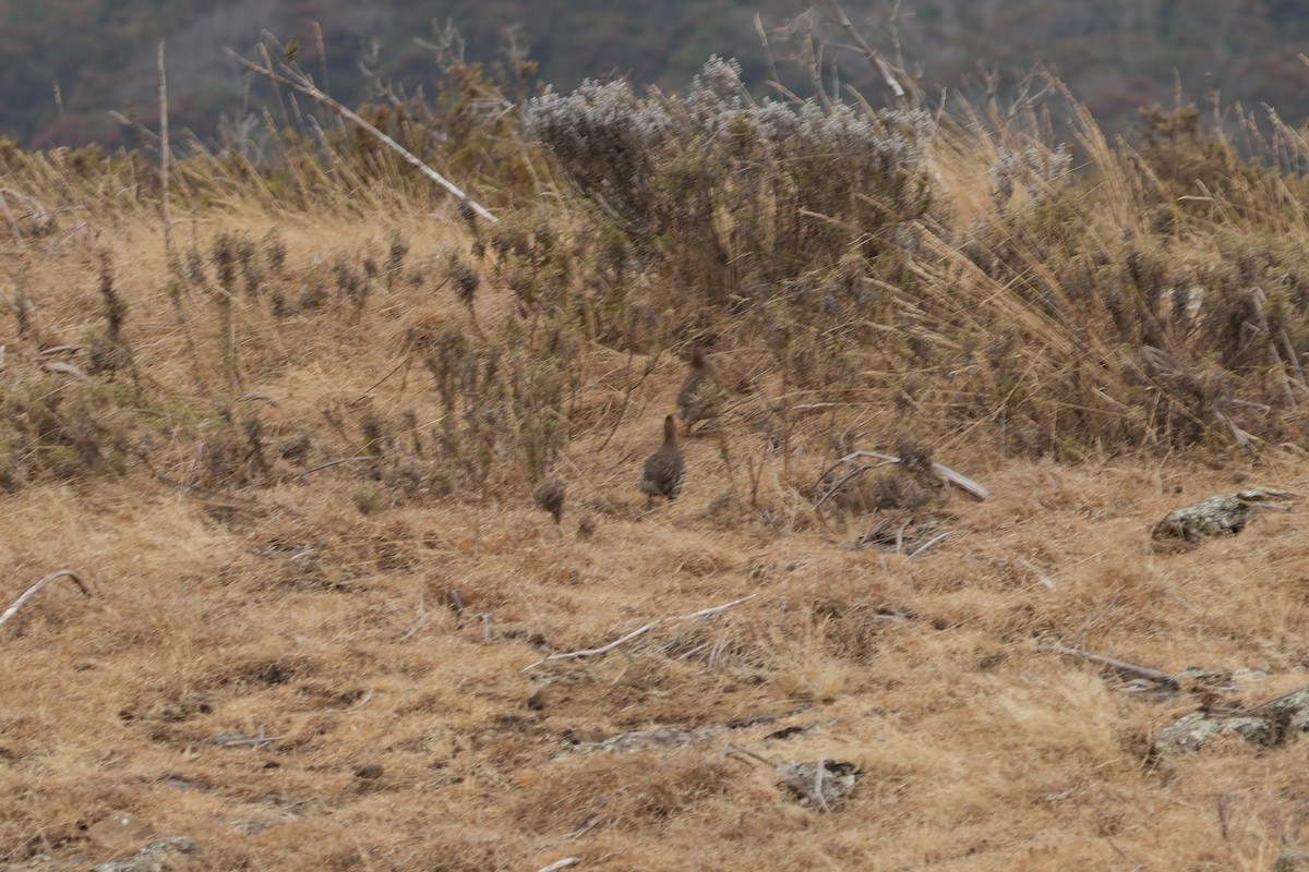 Chestnut-naped Spurfowl - ML630767943