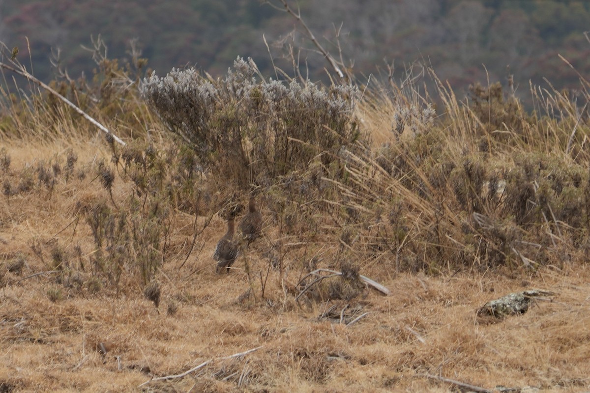 Chestnut-naped Spurfowl - ML630767945