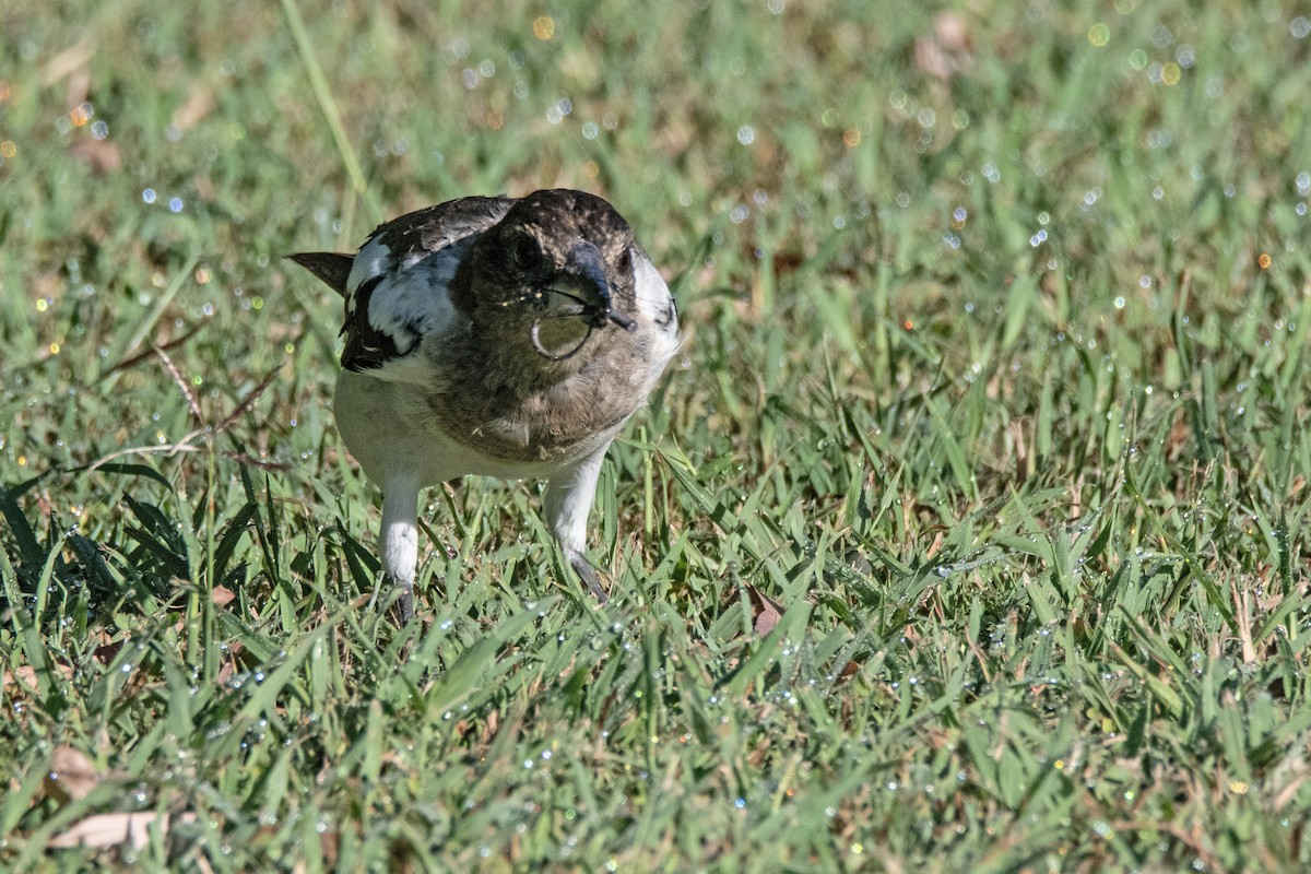 Pied Butcherbird - ML630767946