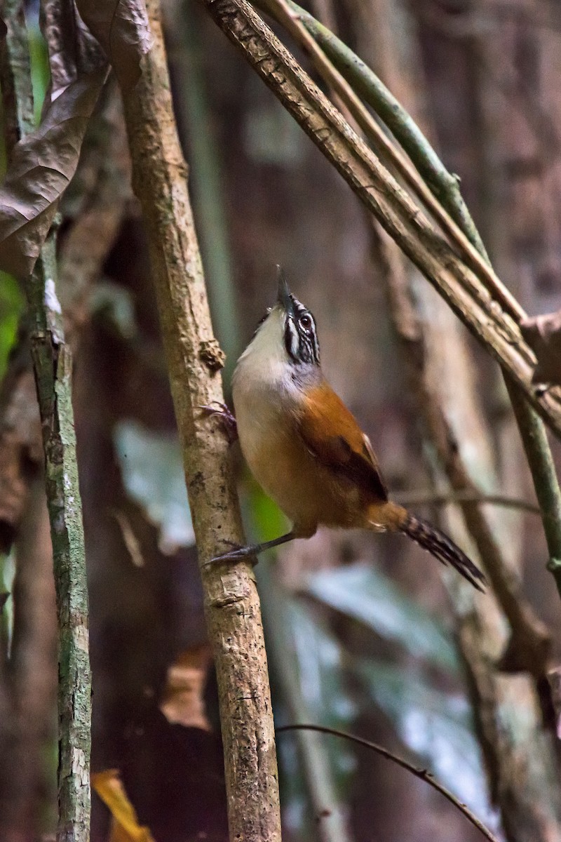 Moustached Wren - ML63076821