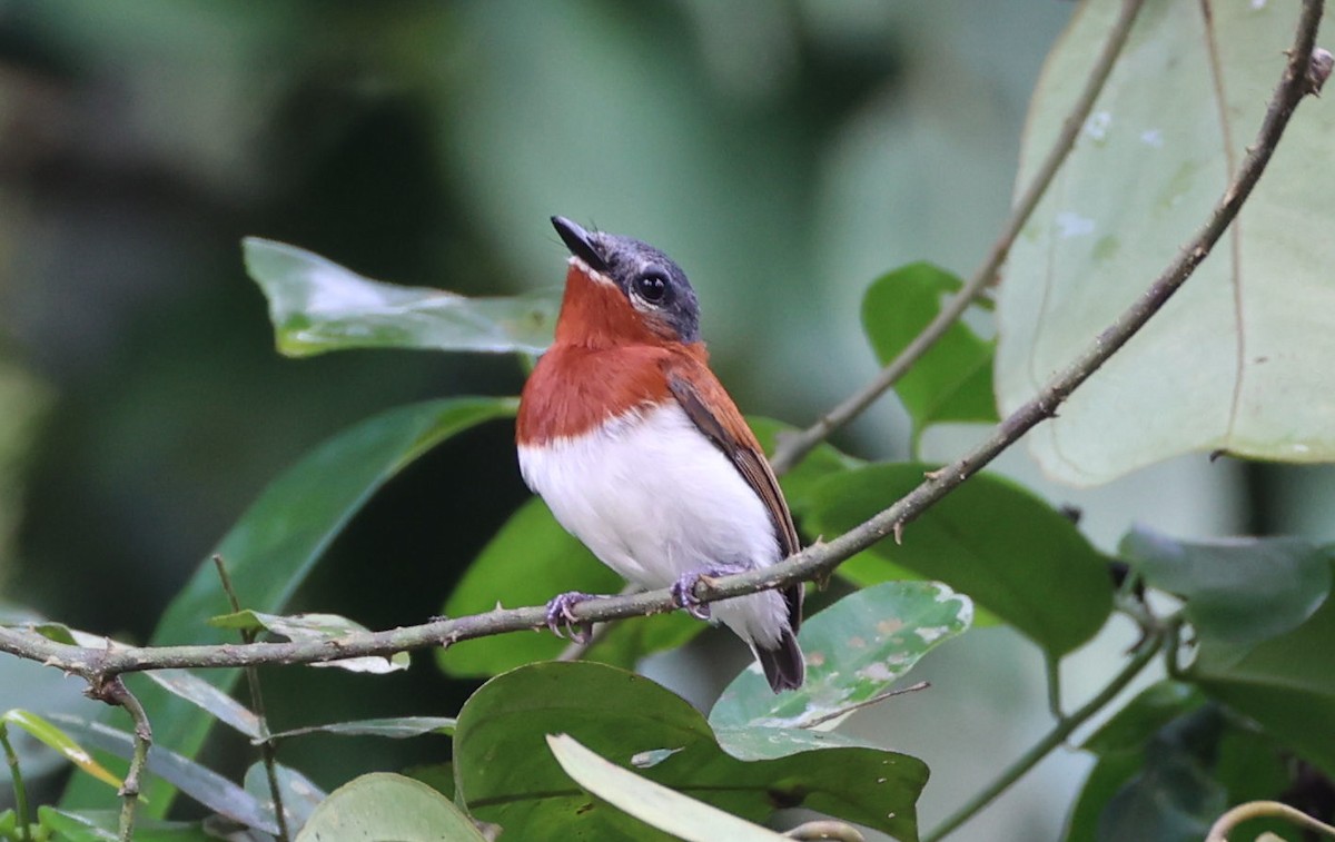 West African Wattle-eye - ML630768224