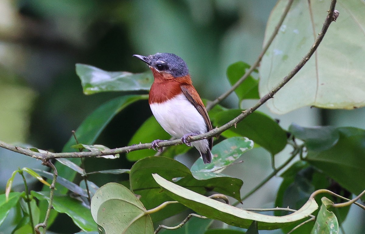 West African Wattle-eye - ML630768225