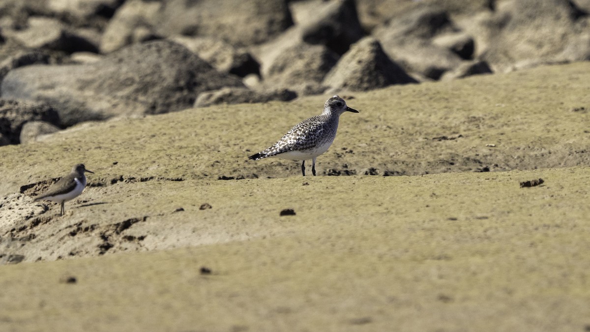 Black-bellied Plover - ML630768622